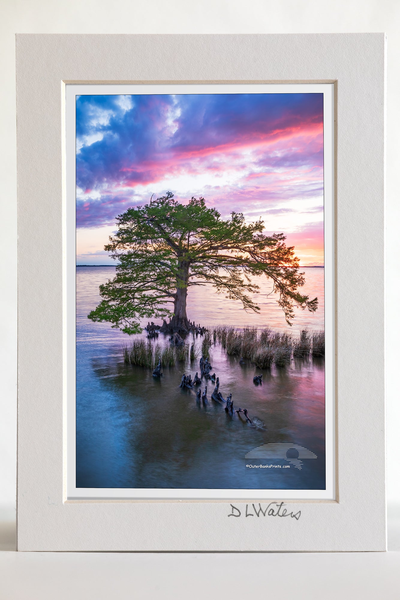 4 x 6 luster print in a 5 x 7 ivory mat of A stunning sunset over the Currituck Sound of a Cypress tree in Duck NC on the Outer Banks