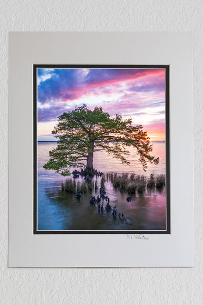 8 x 10 luster print in a 11 x 14 ivory and black double mat of A stunning sunset over the Currituck Sound of a Cypress tree in Duck NC on the Outer Banks