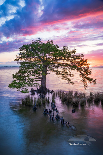 A stunning sunset over the Currituck Sound of a Cypress tree in Duck NC on the Outer Banks