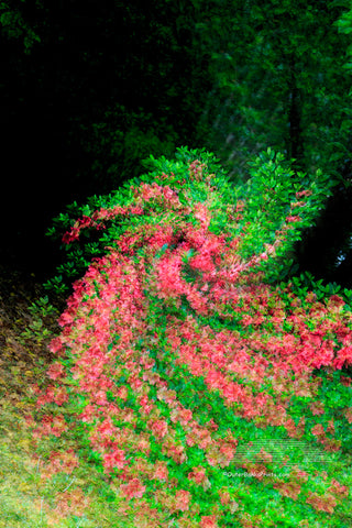 Multiple exposures while turning the camera created this spin art affect on my backyard azaleas.