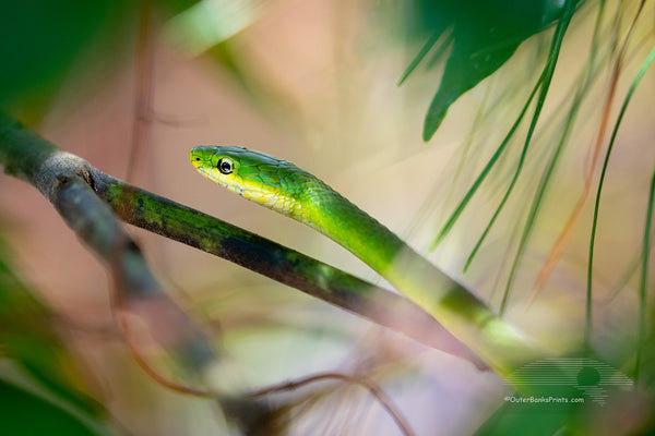 This Rough Green Snake was found climbing vegetation in a maritime forest on the Outer Banks of North Carolina. They are green camouflage coloring helps to conceal them from predators and prey. Rough green snakes are common in the coastal south eastern United States especially found near water.