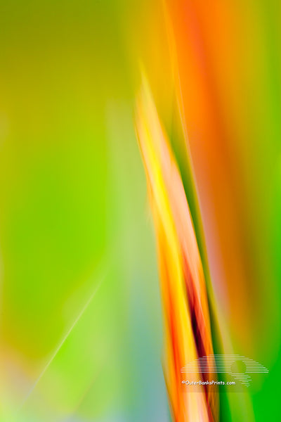 Impressionistic photo of iris buds in the garden created by moving the camera while the shutter was open.