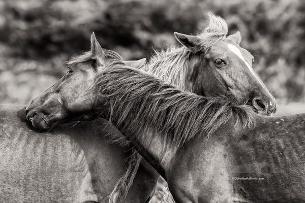 Two wild horses keeping the flies off of each other in Corva Beach NC on the Outer Banks.