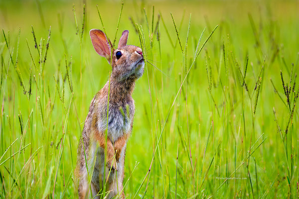 Cottontail rabbit looking for its next meal.