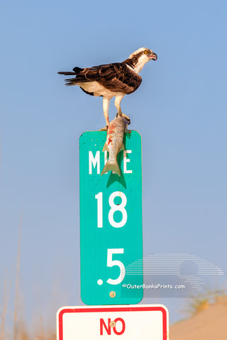 Successful Hunt Outer Banks Birds