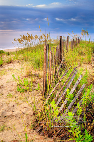 Summer storm on the coast of NC at Kitty Hawk. The sand fence and sea oats make for a dramatic foreground with the summer  beach storm in the background.