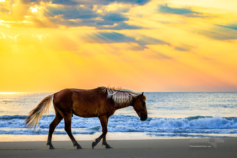 Wild stallion strolling on the beach at sunrise, Corolla on the Outer Banks NC.