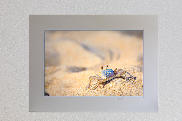 13 x 19 luster print in 18 x 24 ivory ￼￼mat of Sunbathing ghost crab on the sandy beaches of the Outer Banks, NC.