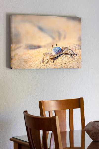 20"x30" x1.5" stretched canvas print hanging in the dining room of Sunbathing ghost crab on the sandy beaches of the Outer Banks, NC.
