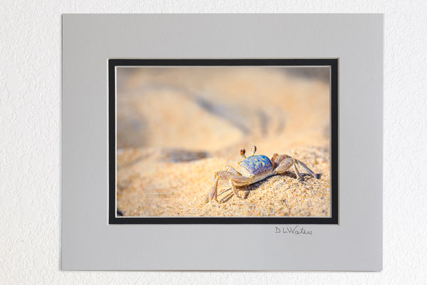 5 x 7 luster prints in a 8 x 10 ivory and black double mat of  Sunbathing ghost crab on the sandy beaches of the Outer Banks, NC.