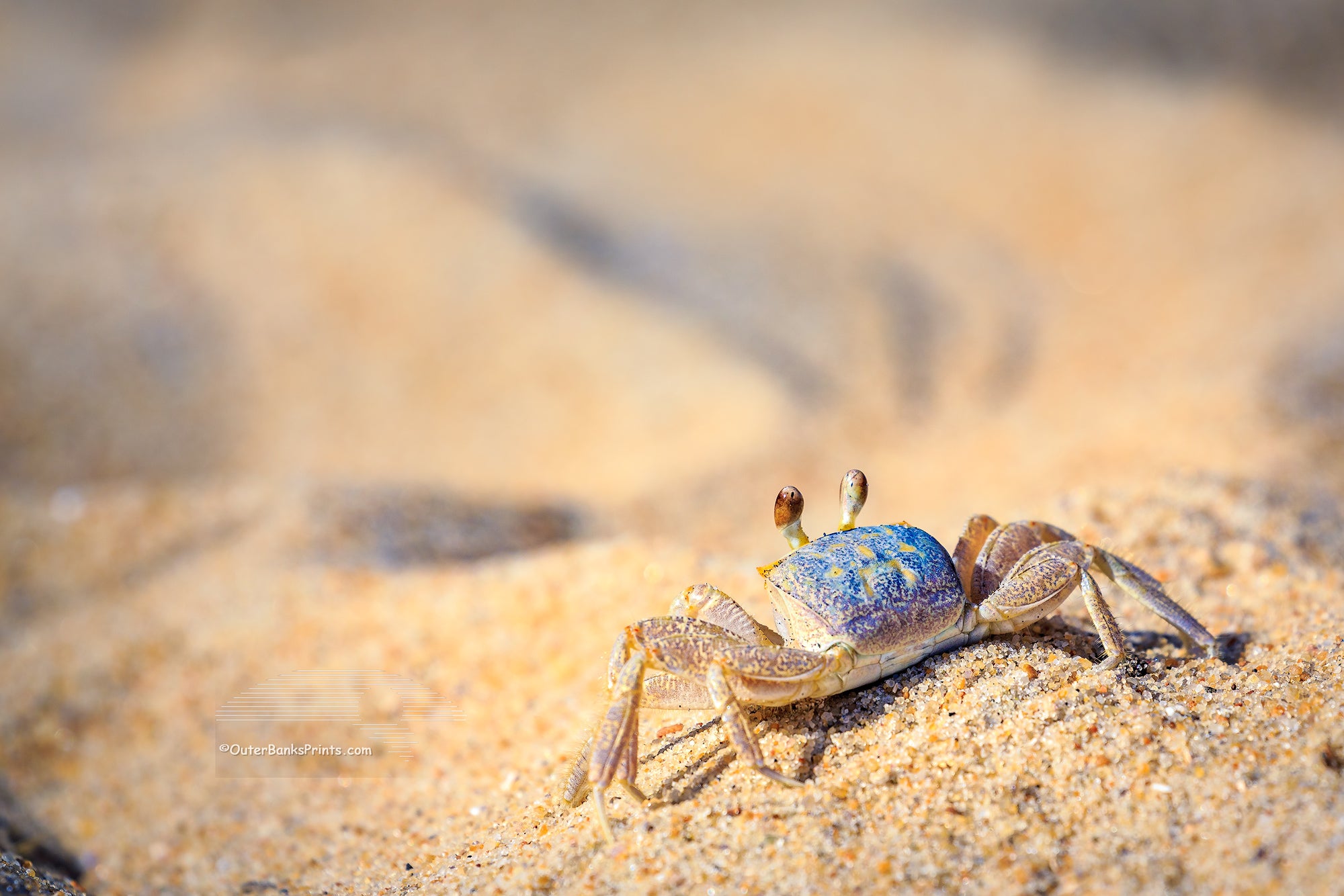 Sunbathing ghost crab on the sandy beaches of the Outer Banks, NC.