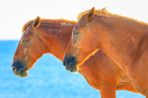 Two wild horses sunbathing on the beach in Corolla on the Outer Banks of NC.