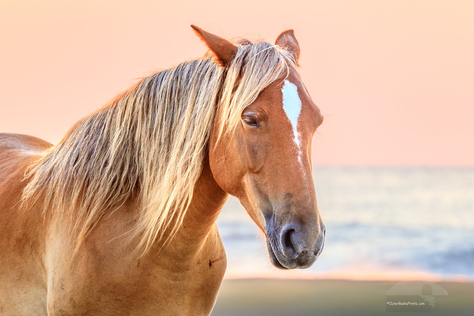 Wild horse on NC Outer Banks beach at sunrise.