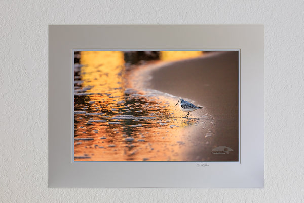 13 x 19 luster print in 18 x 24 ivory ￼￼mat of Sandpiper with the colorful sunrise reflected in the surf at Avalon Fishing Pier in Kill Devil Hills on the Outer Banks of NC.
