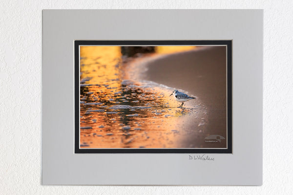 5 x 7 luster prints in a 8 x 10 ivory and black double mat of  Sandpiper with the colorful sunrise reflected in the surf at Avalon Fishing Pier in Kill Devil Hills on the Outer Banks of NC.