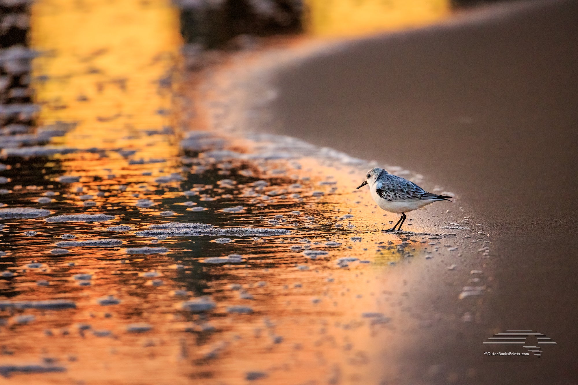 Sandpiper with the colorful sunrise reflected in the surf at Avalon Fishing Pier in Kill Devil Hills on the Outer Banks of NC.