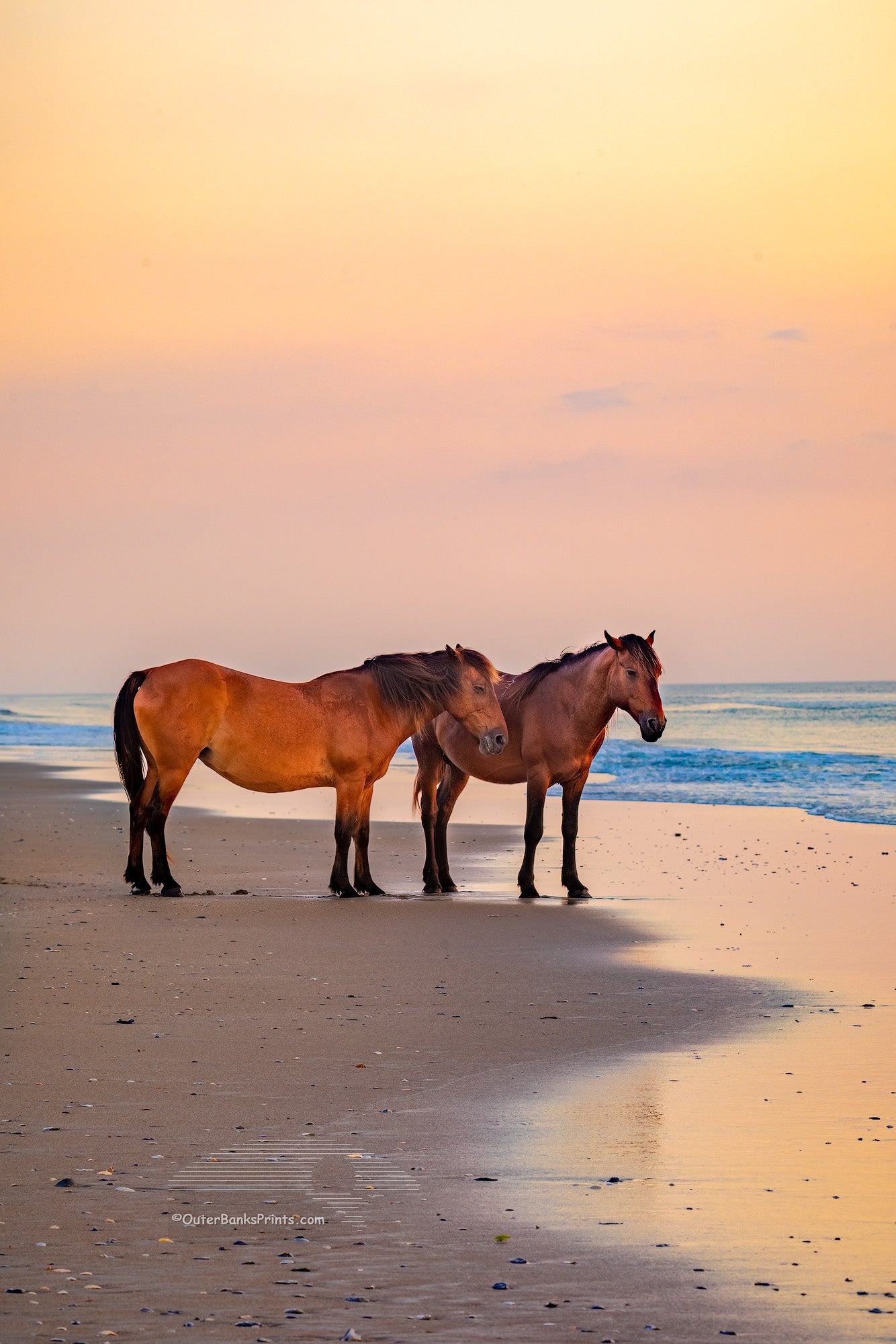To wild horse is on the beach at sunrise on Carova Beach, Outer Banks of North Carolina