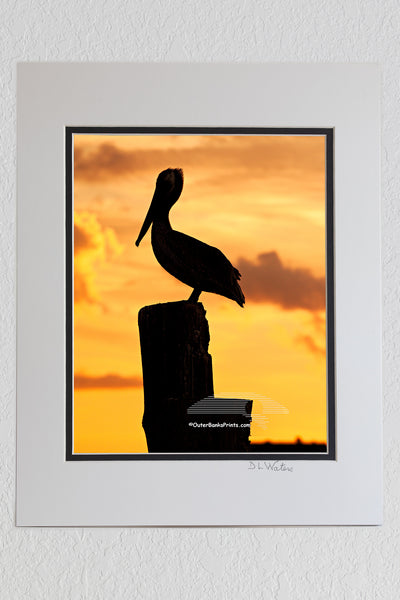 8 x 10 luster print in a 11 x 14 ivory and black double mat of A brown pelican photographed at sunset on Silver Lake, Ocracoke Island North Carolina.