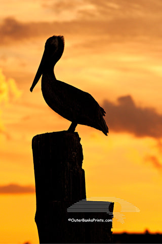 A brown pelican photographed at sunset on Silver Lake, Ocracoke Island  North Carolina.