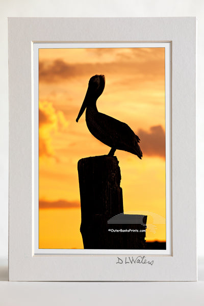 4 x 6 luster print in a 5 x 7 ivory mat of  A brown pelican photographed at sunset on Silver Lake, Ocracoke Island North Carolina.