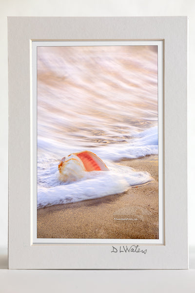 4 x 6 luster print in a 5 x 7 ivory mat of Whelk shell in the surf at sunrise on an Outer Banks beach.
