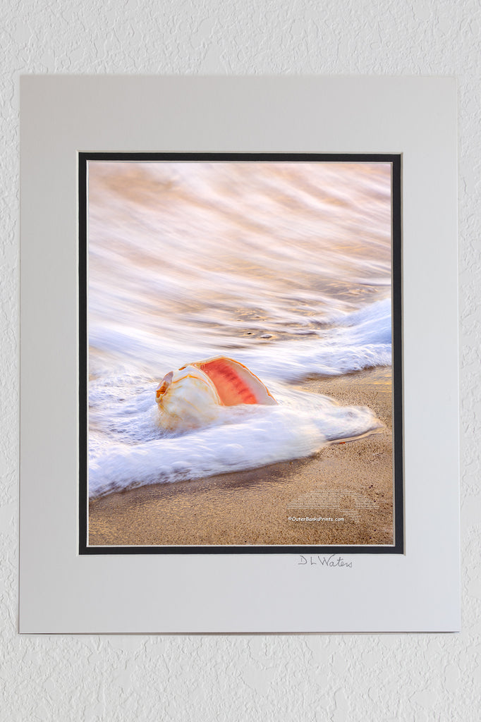 Surfing Shell Outer Banks Shells – Outer Banks Photo Prints