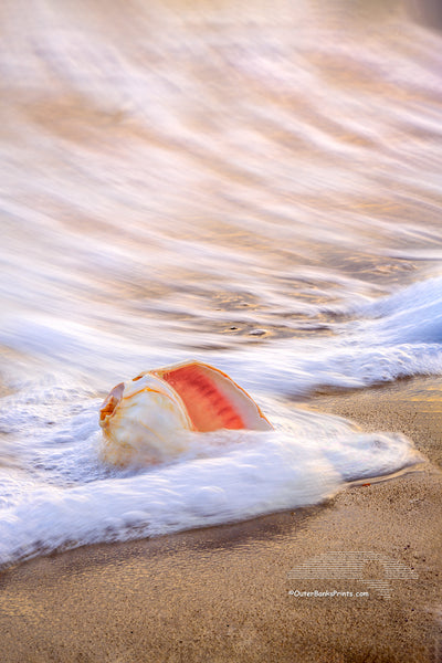 Whelk shell in the surf at sunrise on an Outer Banks beach.