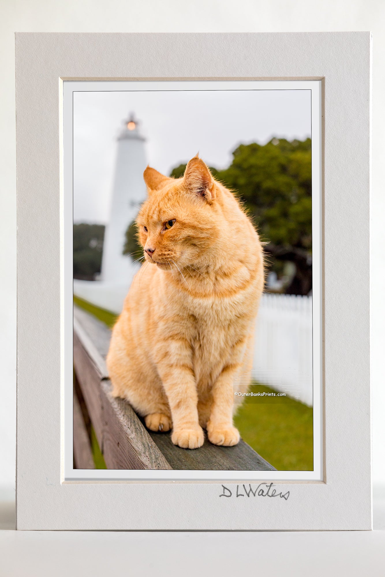 4 x 6 luster print in a 5 x 7 ivory mat of Yellow tabby keeps watch over Ocracoke Lighthouse as the morning storm clears.