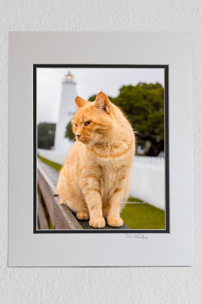 8 x 10 luster print in a 11 x 14 ivory and black double mat of Yellow tabby keeps watch over Ocracoke Lighthouse as the morning storm clears.