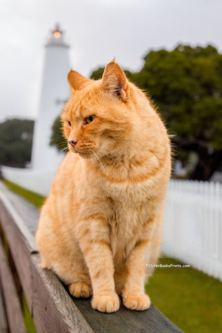 Yellow tabby keeps watch over Ocracoke Lighthouse as the morning storm clears.