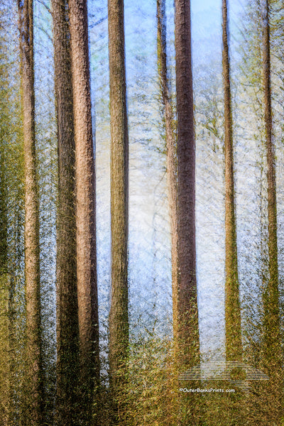 Multiple exposures where used to create this image of Loblolly Pines in a maritime forest on the Outer Banks of North Carolina.