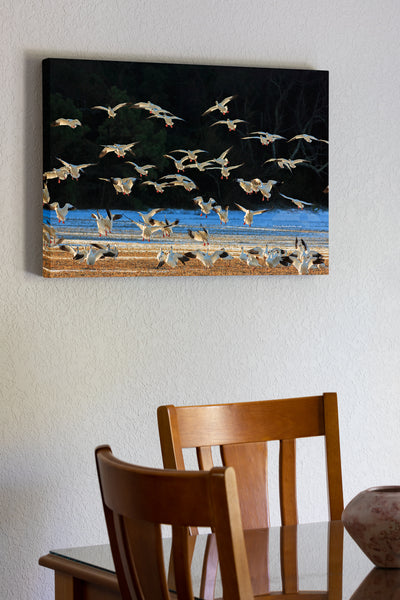 20"x30" x1.5" stretched canvas print hanging in the dining room of Flock of snow geese landing on a snow covered field in lower Currituck county. Snow geese spend the winters in the southern United States and fly north to their breeding grounds in the arctic tundra in the Spring. There are an estimated 2 million snow geese that spend their winters along the Outer Banks. There used to be so many geese that Bodie Island Lighthouse had problems with flocks crashing into the lens.