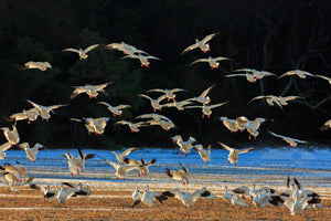 Flock of snow geese landing on a snow covered field in lower Currituck county.  Snow geese spend the winters in the southern United States and fly north to their breeding grounds in the arctic tundra in the Spring. There are an estimated 2 million snow geese that spend their winters along the Outer Banks. There used to be so many geese that Bodie Island Lighthouse had problems with flocks crashing into the lens.