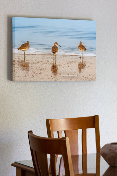 20"x30" x1.5" stretched canvas print hanging in the dining room of Three Willets photographed on the beach at Kitty Hawk NC. Willets are large sandpipers commonly found on the Outer Banks beaches in the fall and winter month's.