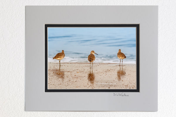 5 x 7 luster prints in a 8 x 10 ivory and black double mat of Three Willets photographed on the beach at Kitty Hawk NC. Willets are large sandpipers commonly found on the Outer Banks beaches in the fall and winter month's.