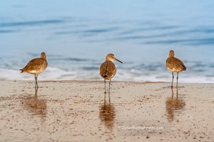 Three Willets photographed on the beach at Kitty Hawk NC. Willets are large sandpipers commonly found on the Outer Banks beaches in the fall and winter month's.