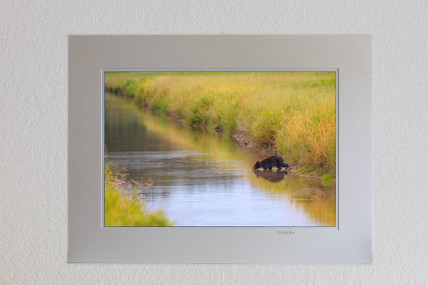 13 x 19 luster print in 18 x 24 ivory ￼￼mat of Young black bear drinking out of a canal at the Alligator River Wildlife Refuge.