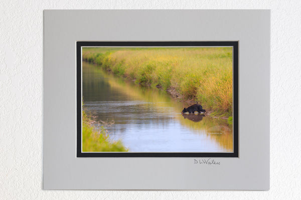 5 x 7 luster prints in a 8 x 10 ivory and black double mat of  Young black bear drinking out of a canal at the Alligator River Wildlife Refuge.