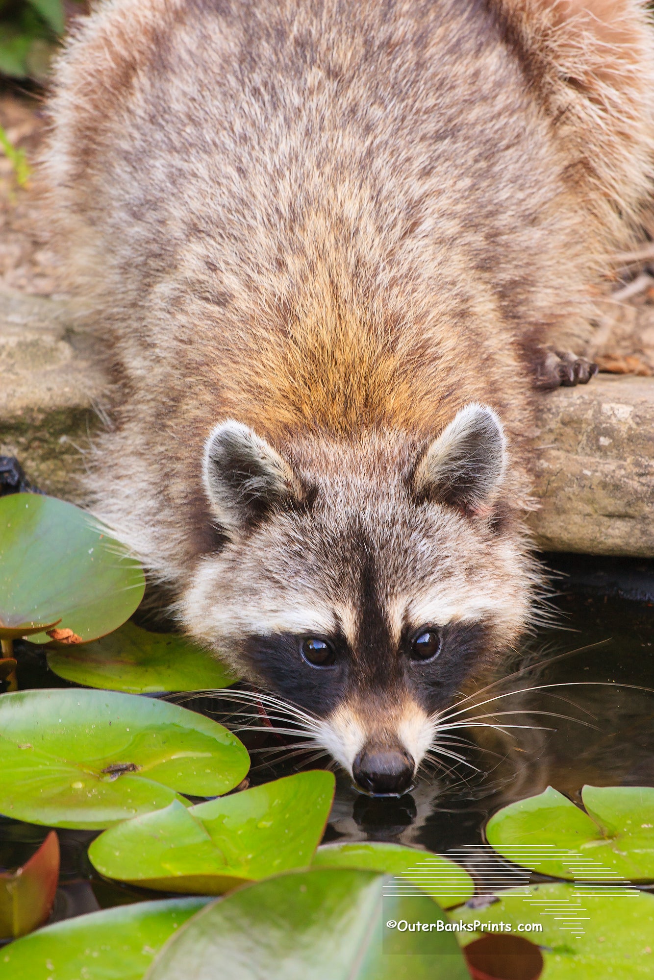 A raccoon drinking at our backyard pond.