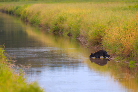 Young black bear drinking out of a canal at the Alligator River Wildlife Refuge.