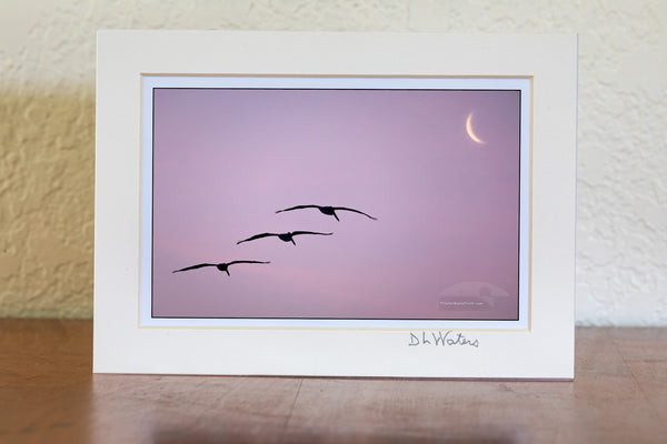 Lucky capture of three pelicans gliding towards the moon sliver at Frisco Beach on Cape Hatteras Island Outer Banks North Carolina.