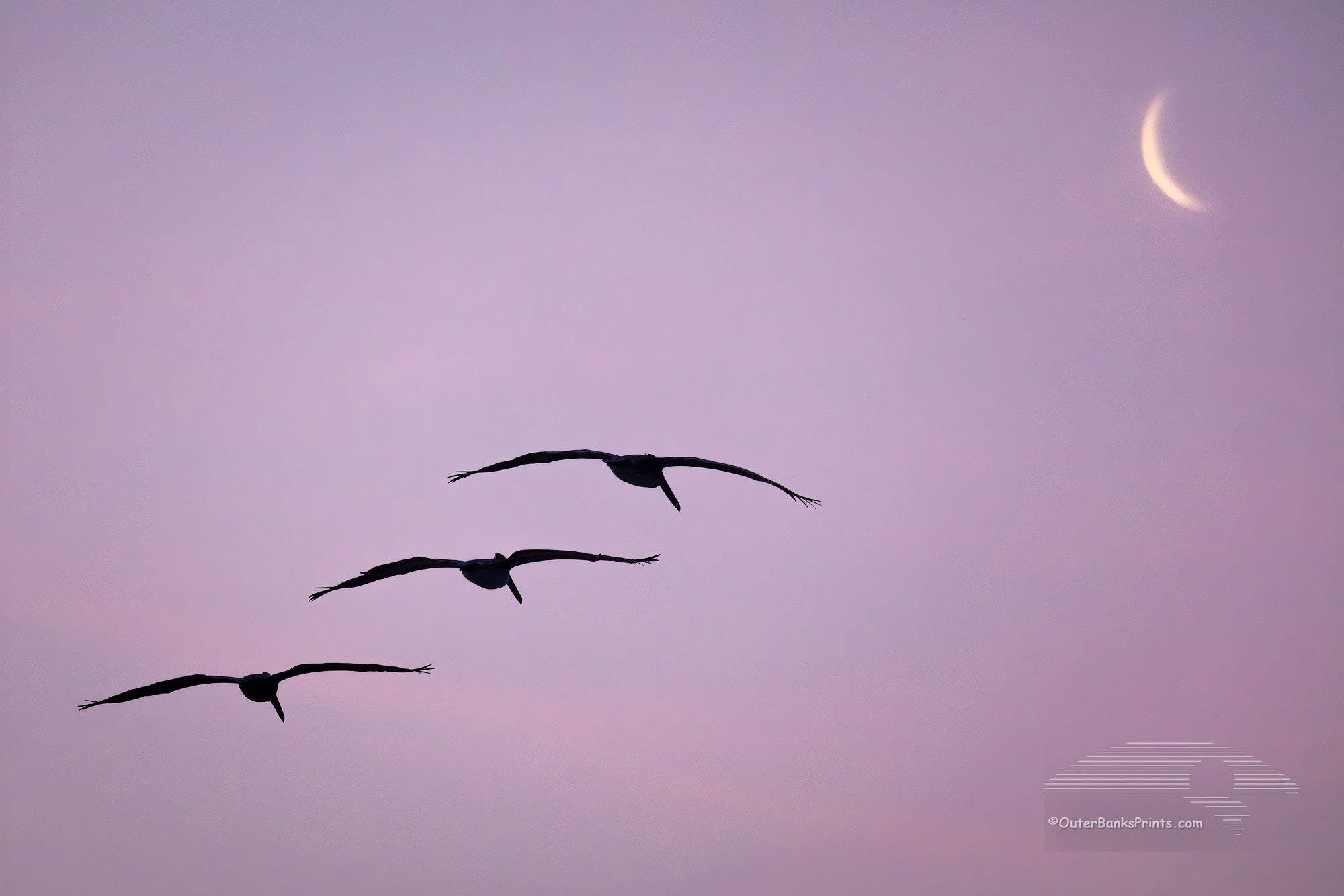 Lucky capture of three pelicans gliding towards the moon sliver at Frisco Beach on Cape Hatteras Island Outer Banks North Carolina.