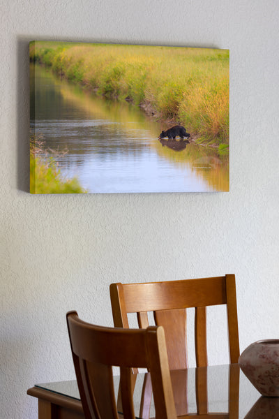 20"x30" x1.5" stretched canvas print hanging in the dining room of Young black bear drinking out of a canal at the Alligator River Wildlife Refuge.