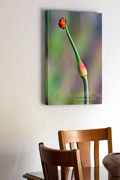 20"x30" x1.5" stretched canvas print hanging in the dining room of Ladybug climbed to the top of an onion stalk. Photograph just before it took flight.