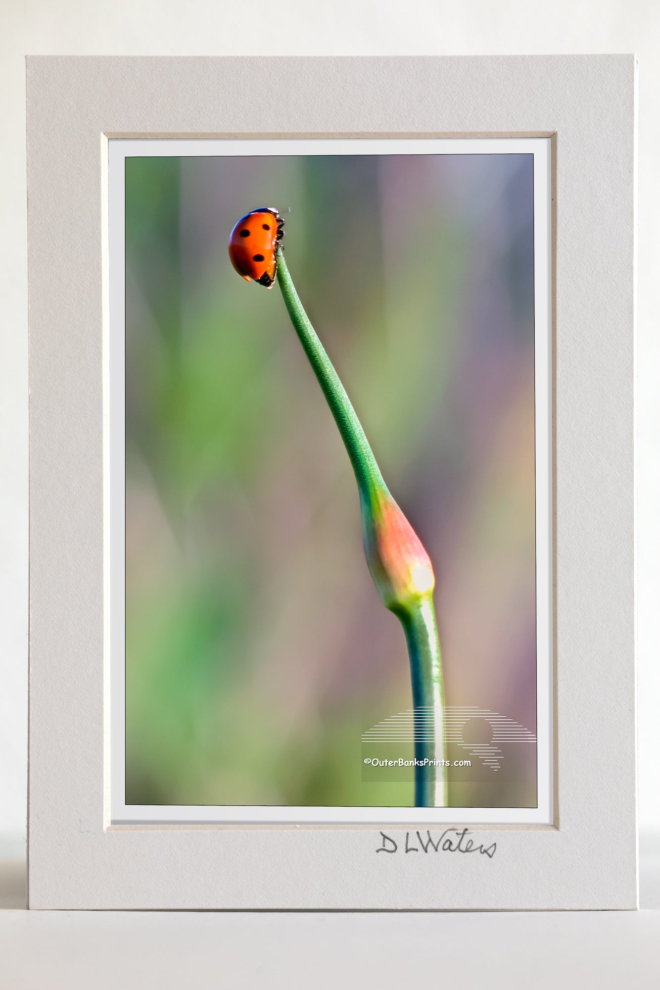 4 x 6 luster print in a 5 x 7 ivory mat of Ladybug climbed to the top of an onion stalk. Photograph just before it took flight.