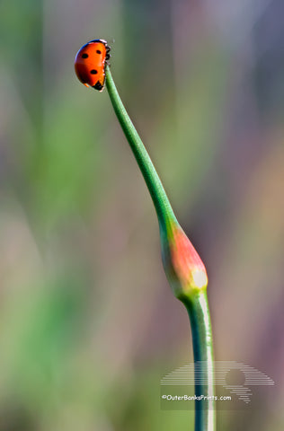 Ladybug climbed to the top of an onion stalk. Photograph just before it took flight.