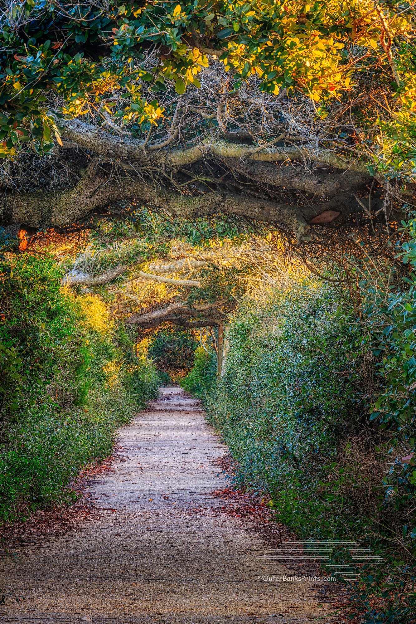 A tunnel of live oak trees photographed at Pea Island on the Outer Banks, NC.