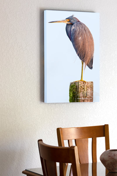 20"x30" x1.5" stretched canvas print hanging in the dining room of Tricolored Heron formally called Louisiana Heron photographed on a trail behind Bodie Island Lighthouse. This Heron has an interesting style of fishing it runs with its wings open trying to herd the baitfish.