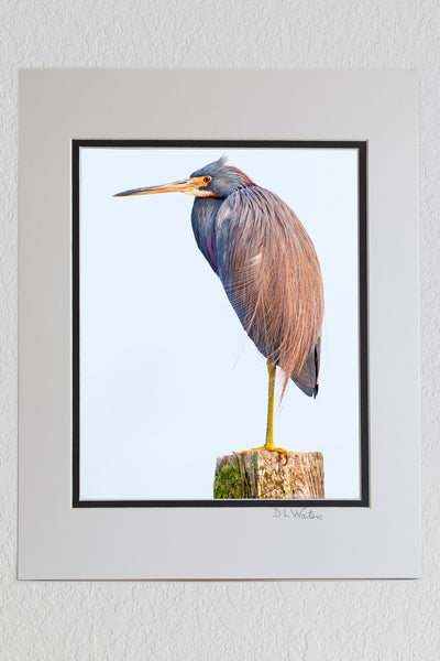 8 x 10 luster print in a 11 x 14 ivory and black double mat of Tricolored Heron formally called Louisiana Heron photographed on a trail behind Bodie Island Lighthouse. This Heron has an interesting style of fishing it runs with its wings open trying to herd the baitfish.