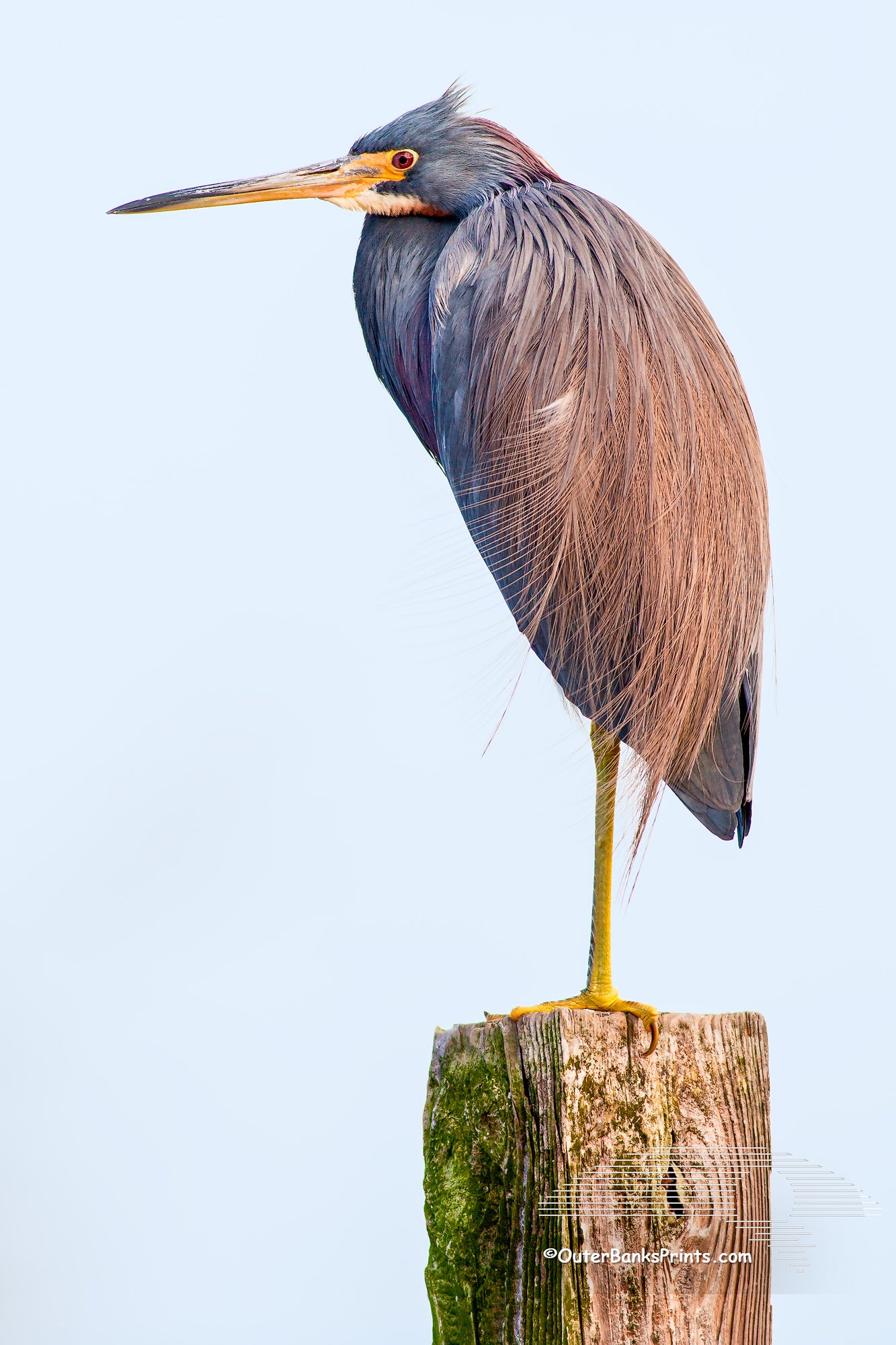 Tricolored Heron formally called Louisiana Heron photographed on a trail behind Bodie Island Lighthouse. This Heron has an interesting style of fishing it runs with its wings open trying to herd the baitfish.
